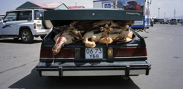 Schweinehlften in einem Kofferraum