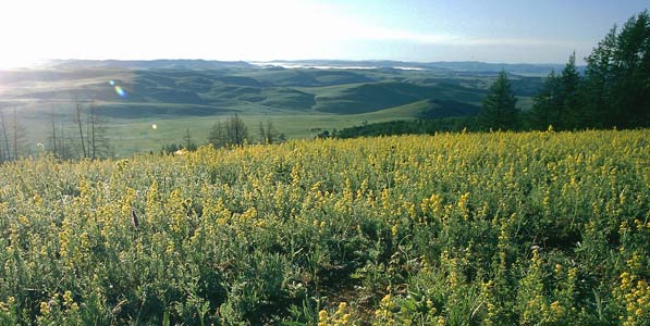 Entdeckung Sie Tiere und Pflanzen der Steppe